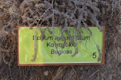 Echtum augustifolium
