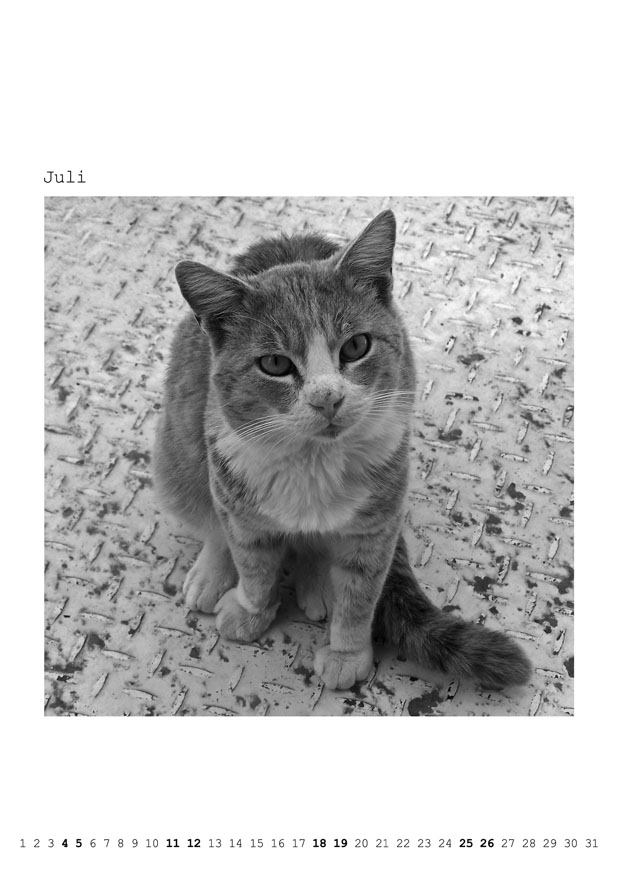 Katzenkalender 2026 – Bild 3