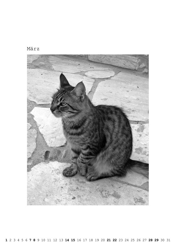Katzenkalender 2026 – Bild 2