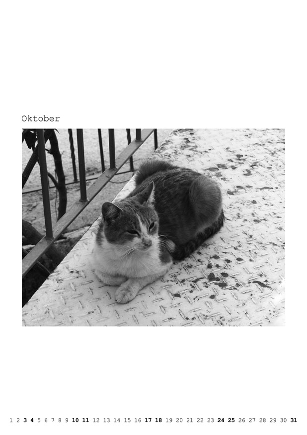 Katzenkalender 2026 – Bild 4