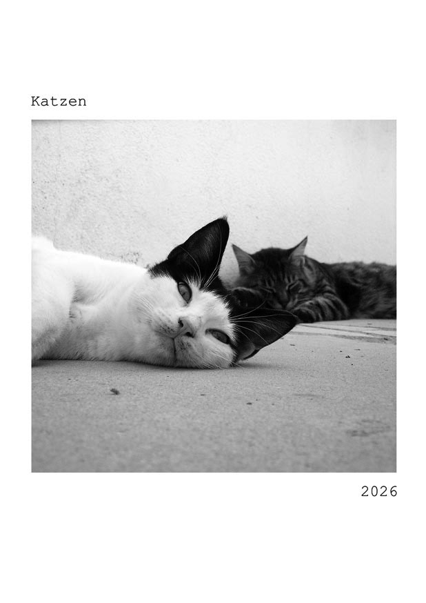 Katzenkalender 2026